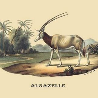 Algazelle (Gazelle) by E. F. Noel