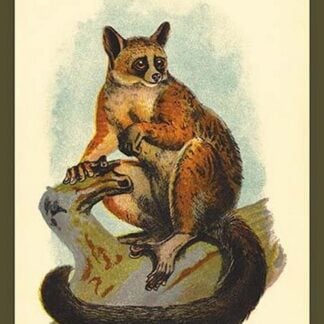 Allen's Galago by Sir William Jardine