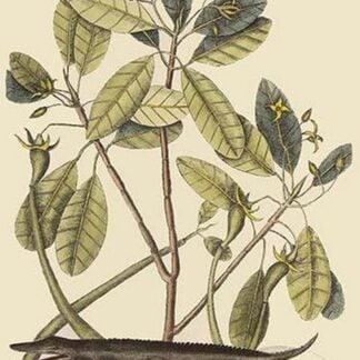 Alligator by Mark Catesby