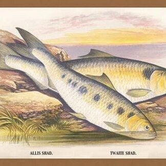 Allis Shad and Twaite Shad by A.F. Lydon