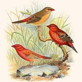 Amaduvade Waxbill by Frederick William Frohawk