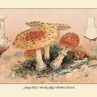 Amanita Muscaria Poisonous by W. Hamilton Gibson