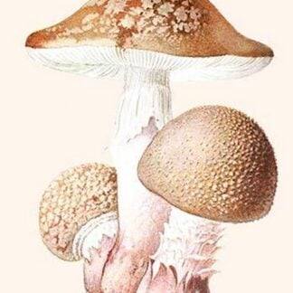 Amanita Poisonous Toadstool By L. Dufour #2