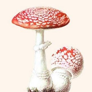 Amanita Poisonous Toadstool By L. Dufour