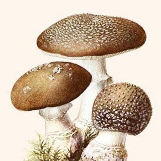 Amanita Toadstool By Edmund Michael