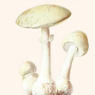 Amanita Toadstool By Edmund Michael