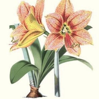 Amaryllis by Louis Benoit Van Houtte #2