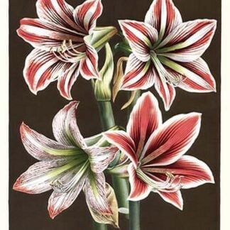 Amaryllis by Louis Benoit Van Houtte #3
