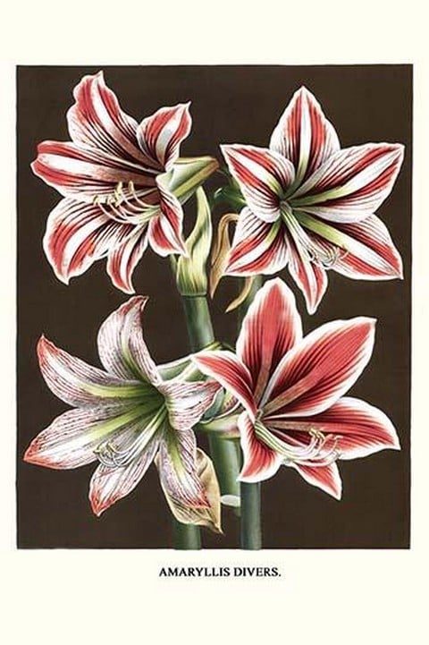 Amaryllis by Louis Benoit Van Houtte #3