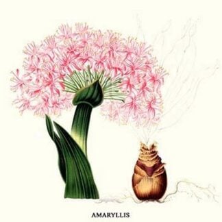 Amaryllis by Louis Benoit Van Houtte