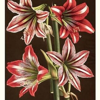 Amaryllis by Louis Benoit Van Houtte #4