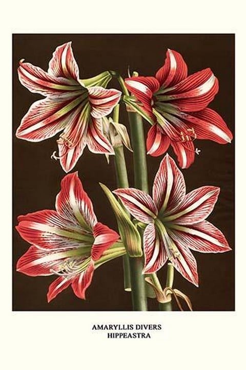 Amaryllis by Louis Benoit Van Houtte #4
