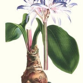 Amaryllis hyacinthin by Louis Benoit Van Houtte