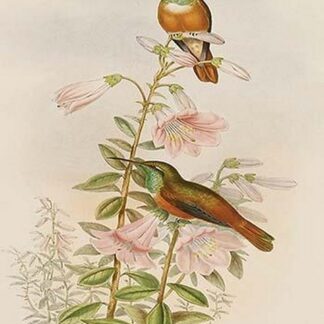 Amazilla Pristina - Hummingbirds by John Gould