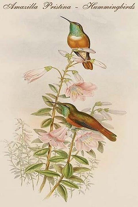 Amazilla Pristina - Hummingbirds by John Gould