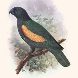 Amazona Violaeus by Lionel Walter Rothschild