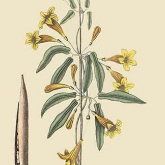 American Begonia by Mark Catesby