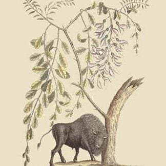 American Bison by Mark Catesby