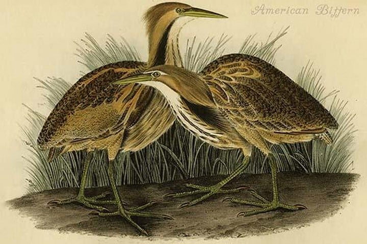 American Bittern by John James Audubon