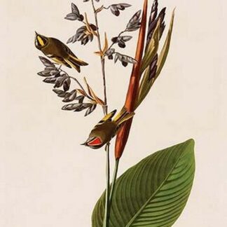 American Golden Crested Wren by John James Audubon