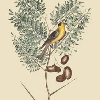 American Goldfinch by Mark Catesby