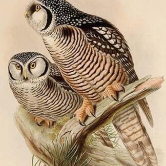 American Hawk Owl by John Gould
