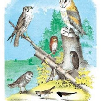 American Lanier Falcon (Prairie Hawk) by Theodore Jasper