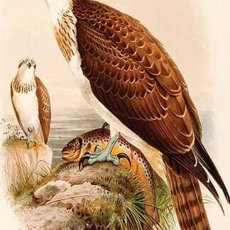 American Osprey by John Gould