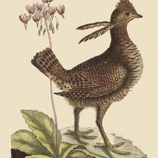American Partridge by Mark Catesby