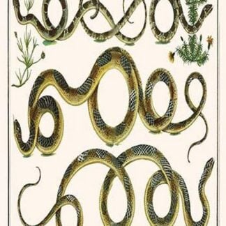 American Snakes by Albertus Seba