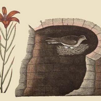 American Swallow by Mark Catesby