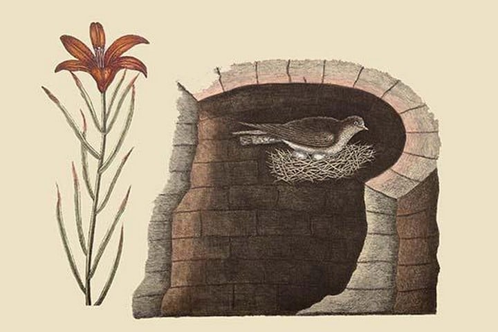 American Swallow by Mark Catesby