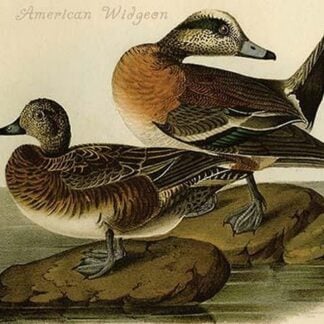 American Widgeon by John James Audubon