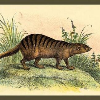 An Exotic Creature by Sir William Jardine