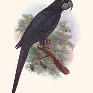 Anadorhynchus Purpurascens by Lionel Walter Rothschild