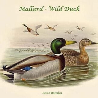 Anas Boschas - Mallard - Wild Duck by John Gould