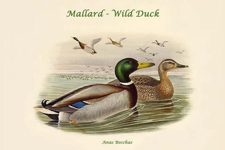 Anas Boschas - Mallard - Wild Duck by John Gould