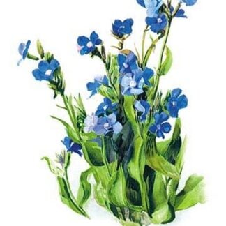 Anchusa Italica Var by H.G. Moon