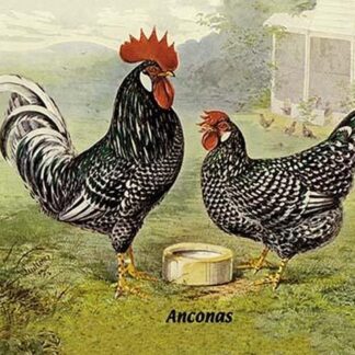 Anconas (Chickens)