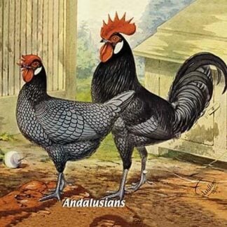 Andalusians (Chickens)