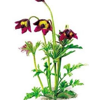 Anemone Cernua by H.G. Moon