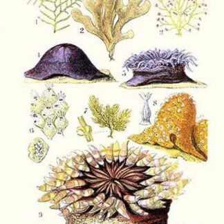 Anemones and Seaweeds by James Sowerby