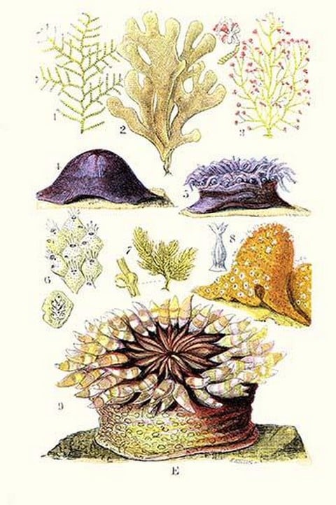 Anemones and Seaweeds by James Sowerby