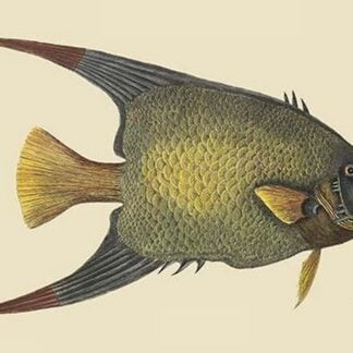 Angel Fish by Mark Catesby