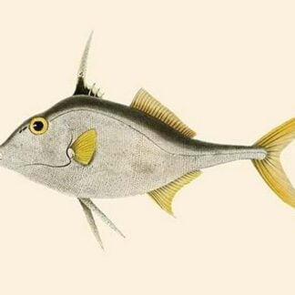 Ankatilliah by John Whitchurch Bennett