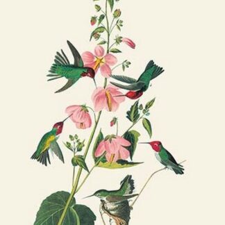 Anna's Hummingbird by John James Audubon