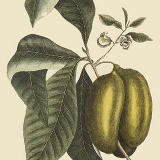 Anona - Cherimoya Fruit by Mark Catesby