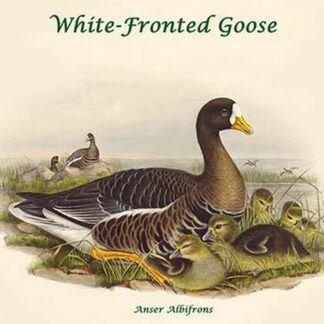 Anser Albifrons - White-Fronted Goose by John Gould