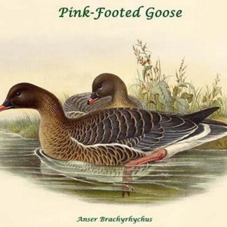 Anser Brachyrhychus - Pink-Footed Goose by John Gould