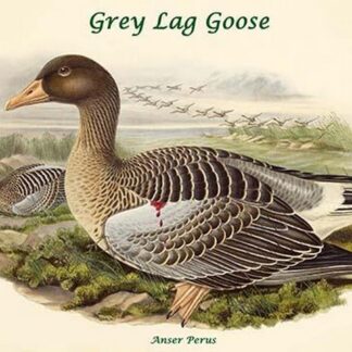Anser Perus - Grey Lag Goose by John Gould
